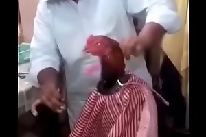 cock slicing seta